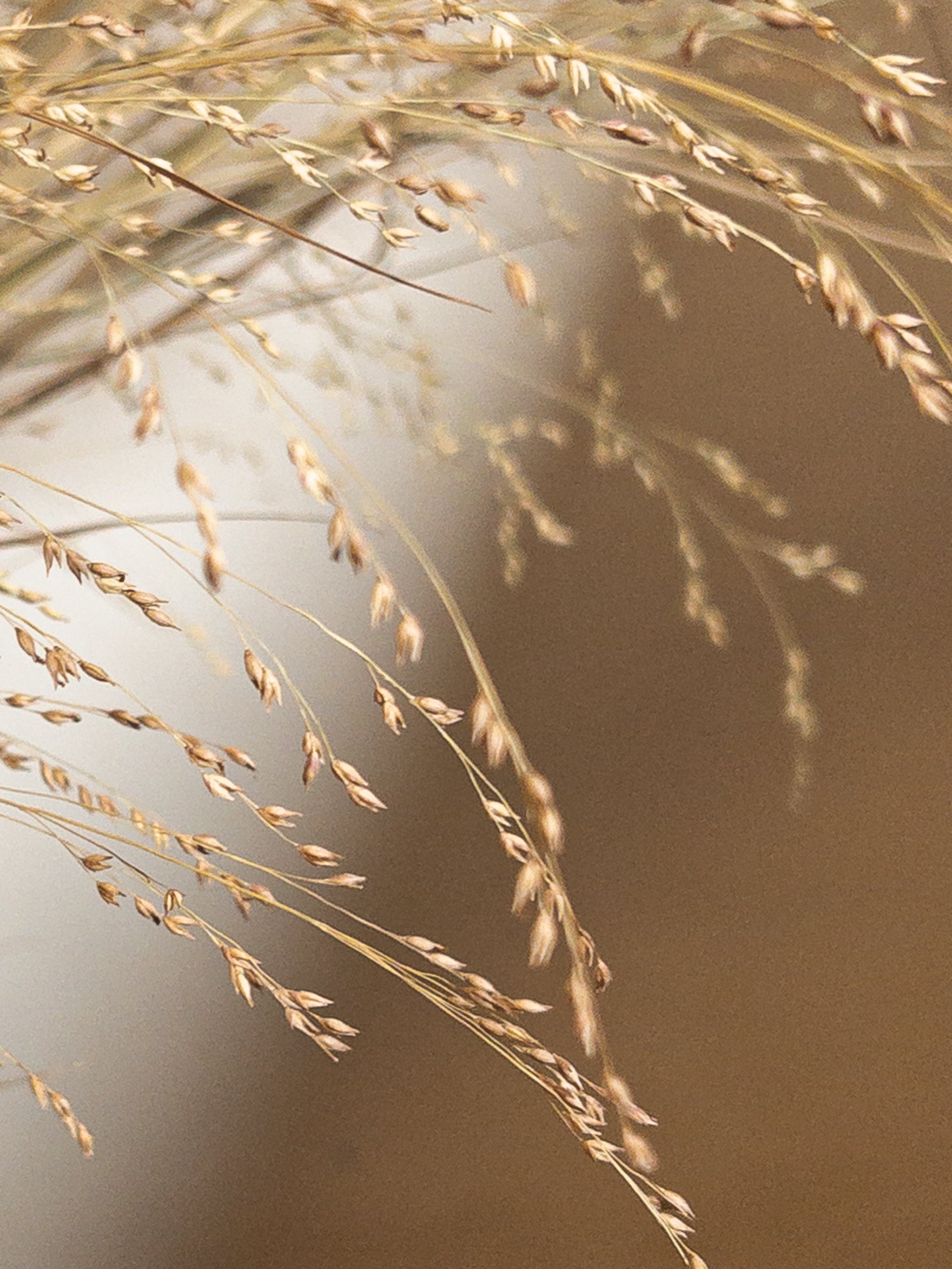 Filigrane Ähre der Rutenhirse Panicum virgatum, die für die Herstellung von Gräserkerzen in der Imkerei Spiegel verwendet wird.