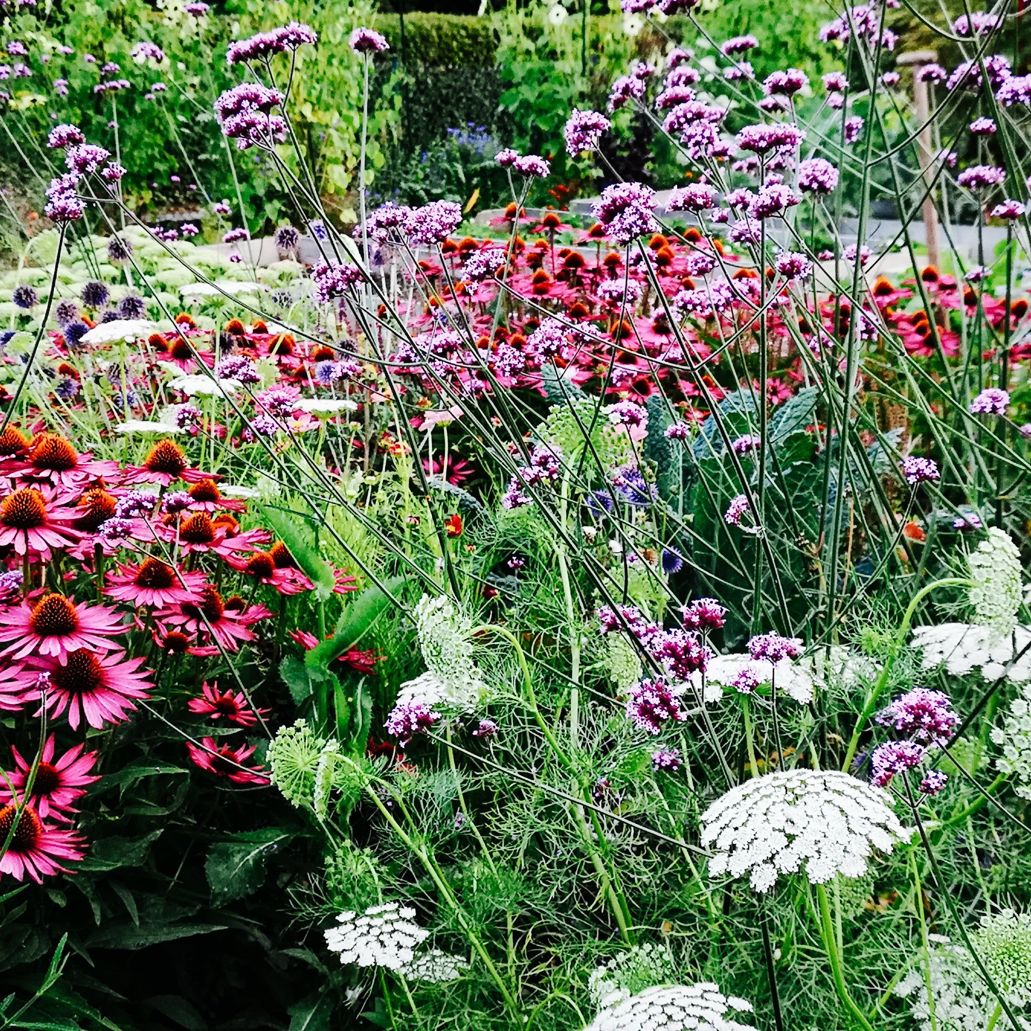 Naturnahe Pflanzung mit insektenfreundlichen Blühpflanzen im Bienengarten der Imkerei Spiegel.
