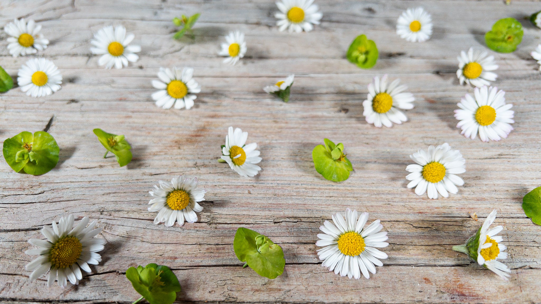 Frische Frühlingsblüten auf Holzbrett als Symbol für ein authentisches und genussvolles Leben.