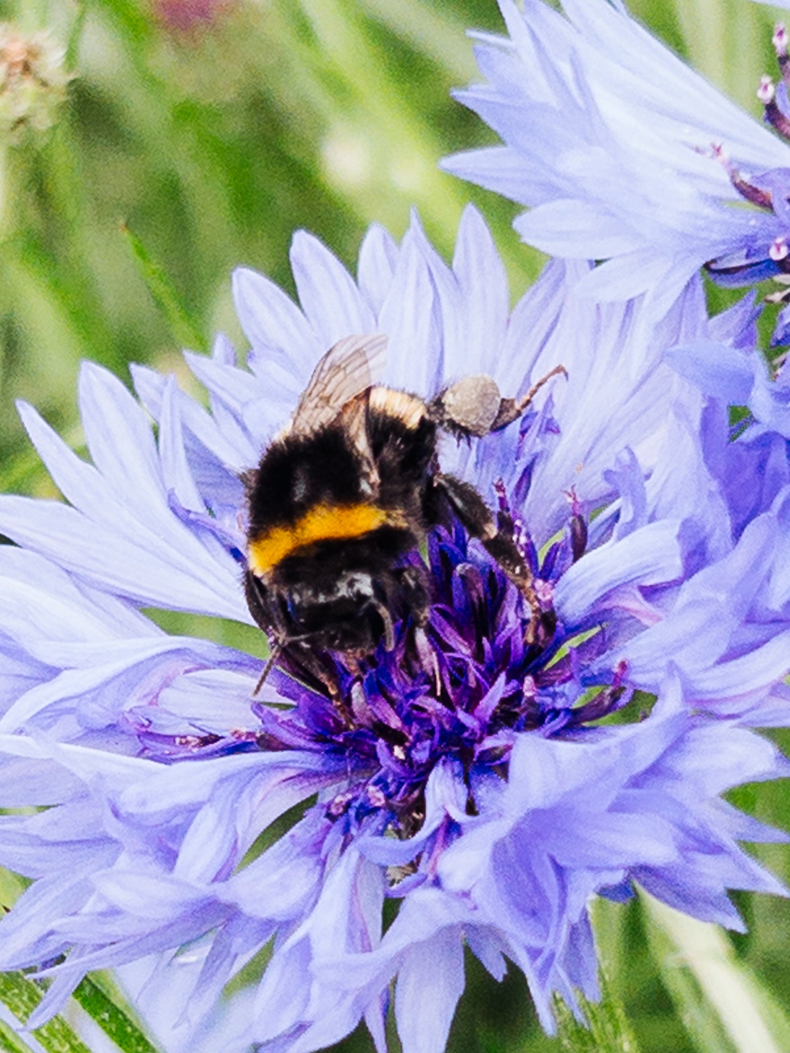 Hummel auf Kornblumenblüte im Sonnenschein