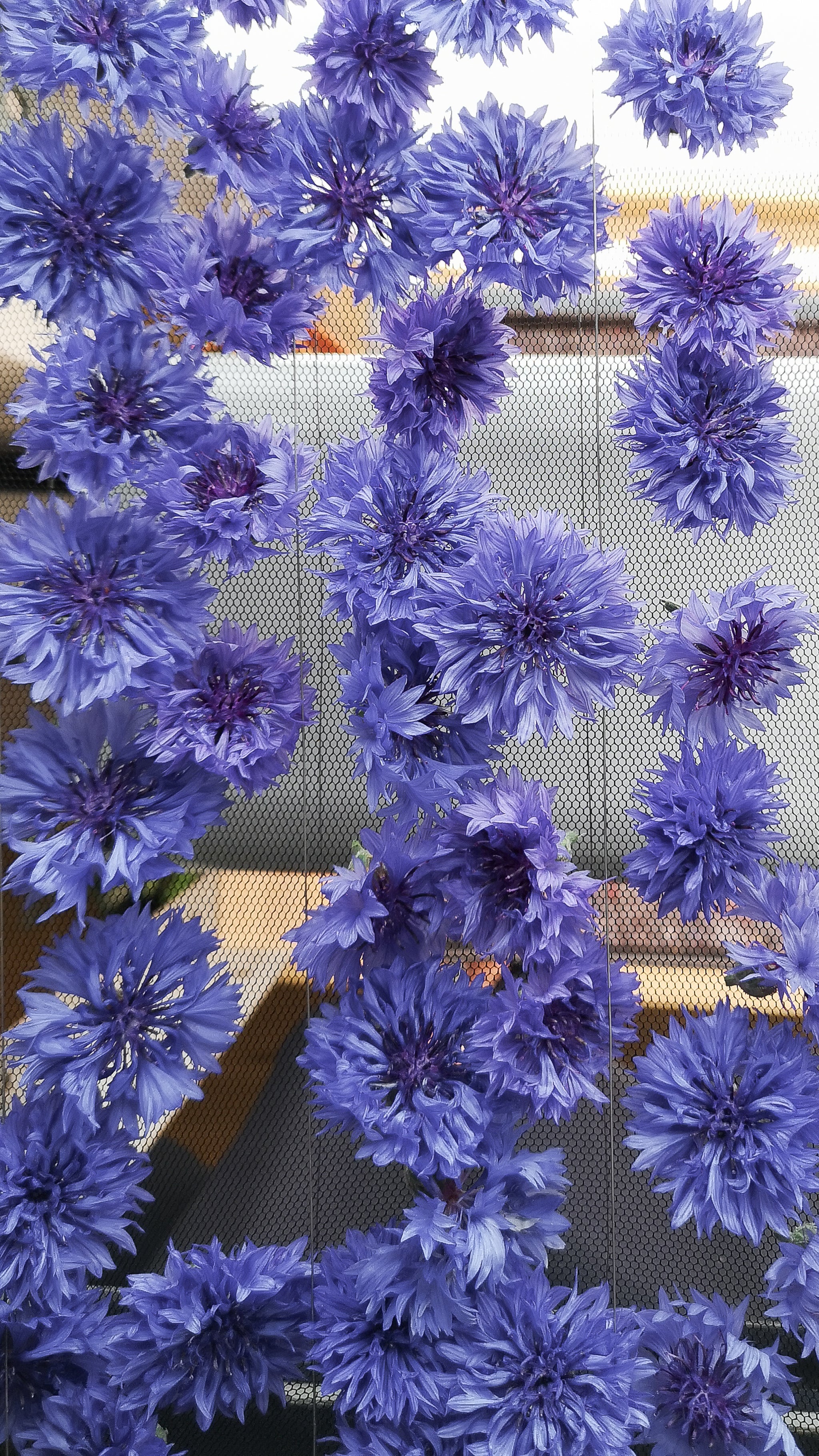 Kornblumen für Blütenkerzen der Imkerei Spiegel auf Trockengitter.