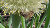 Video Nahaufnahme Biene sammelt Pollen und Nektar auf Frühlingszwiebelblüte im Gemüsegarten.