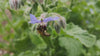 Close-up Video einer Biene auf Borretschblüte im Sommer.
